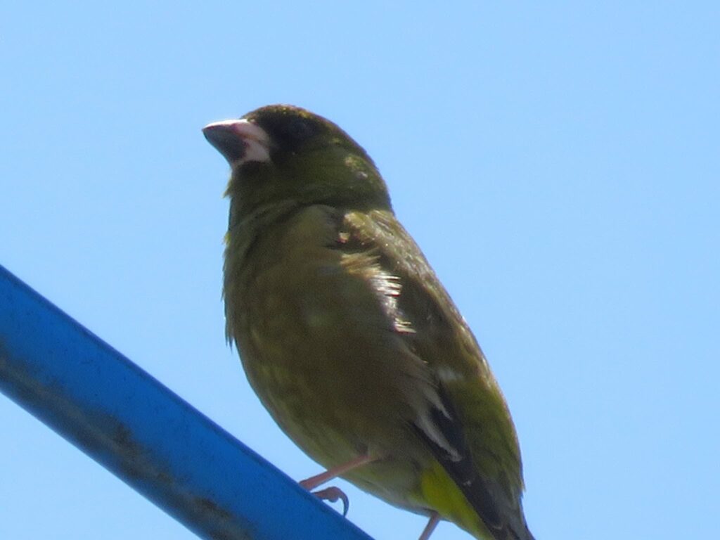 部屋から撮れたカワラヒワの写真
