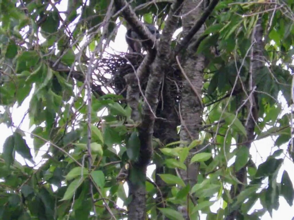 オナガの給餌シーンの写真