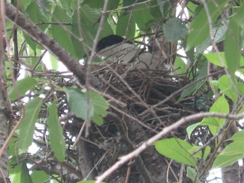 オナガの巣の写真