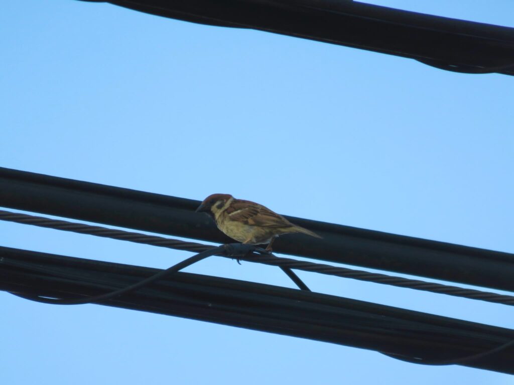 電線に留まるスズメ