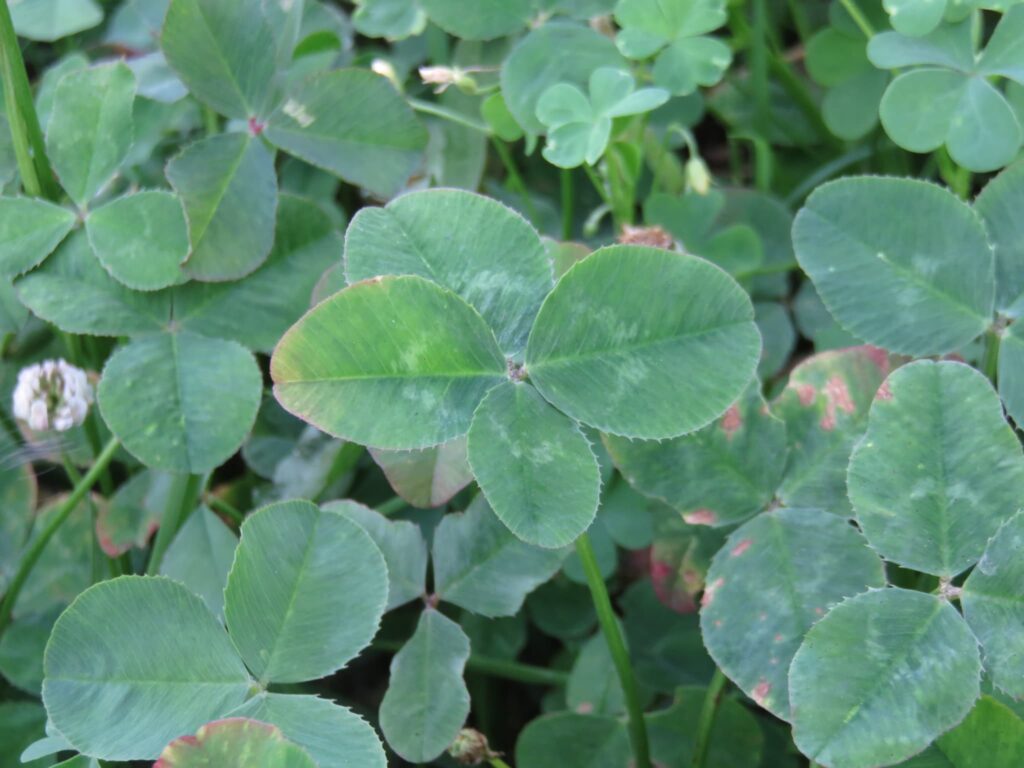 四葉のクローバーの写真