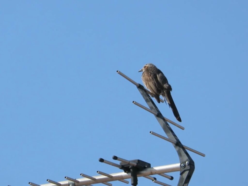 アンテナに留まるヒヨドリ