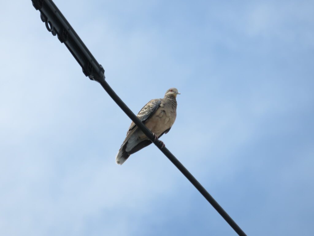 電線に留まるキジバト