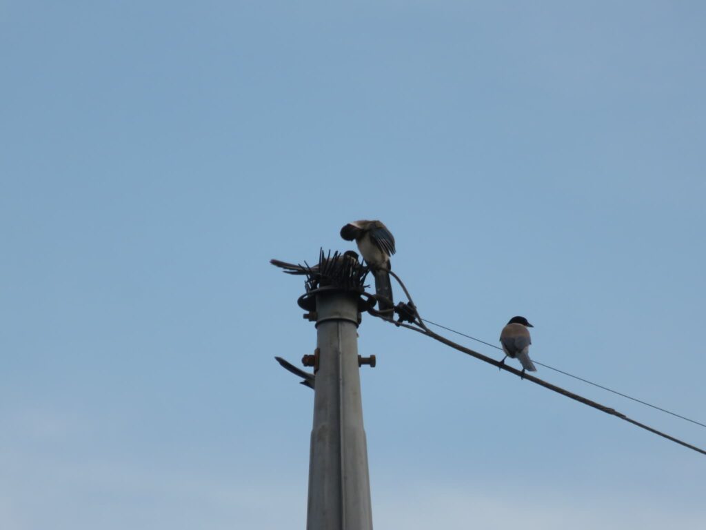 電柱に集まるオナガ
