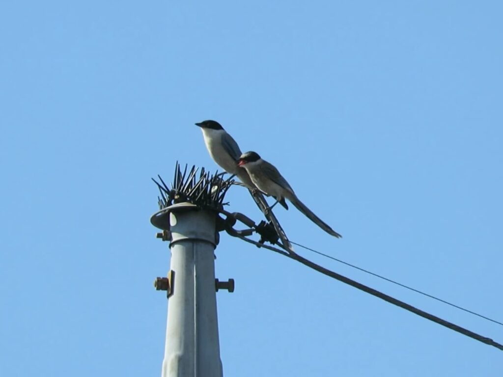 電柱に留まるオナガの親子