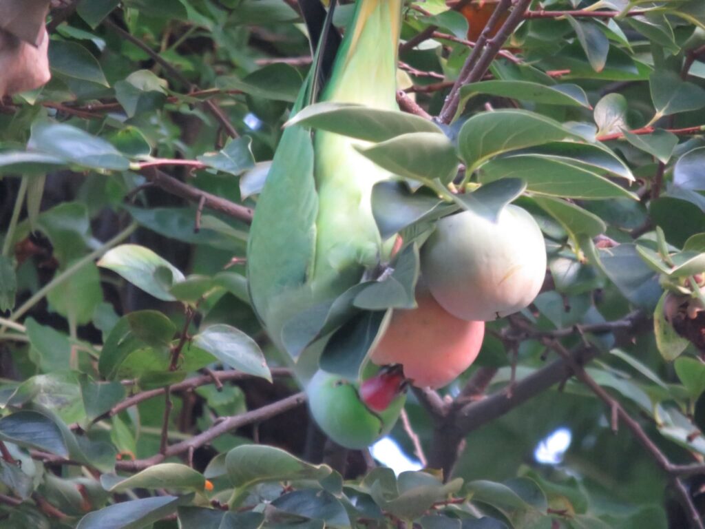 木の実をかじるワカケホンセイインコ