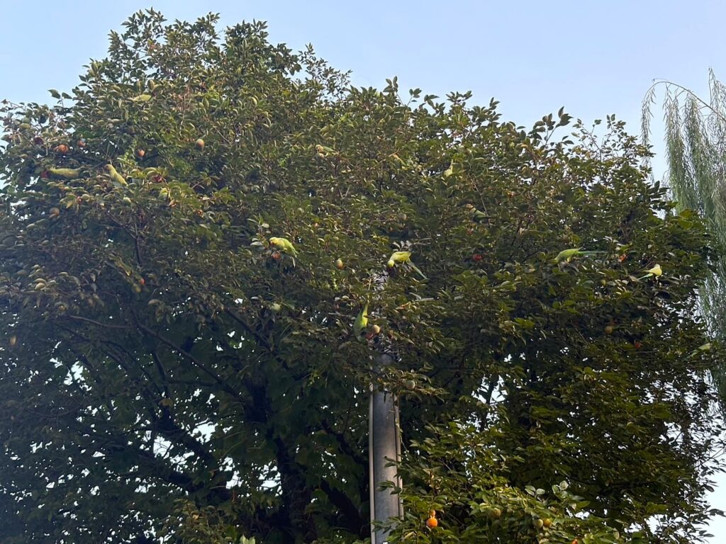 木に集まるワカケホンセイインコの群れ