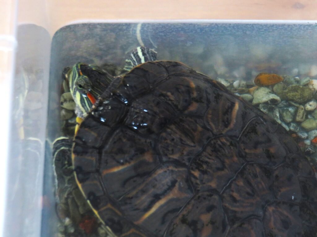 ながが飼っているアカミミガメ