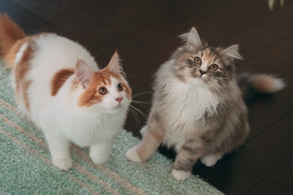 二匹の猫。ぱくたそ様より。