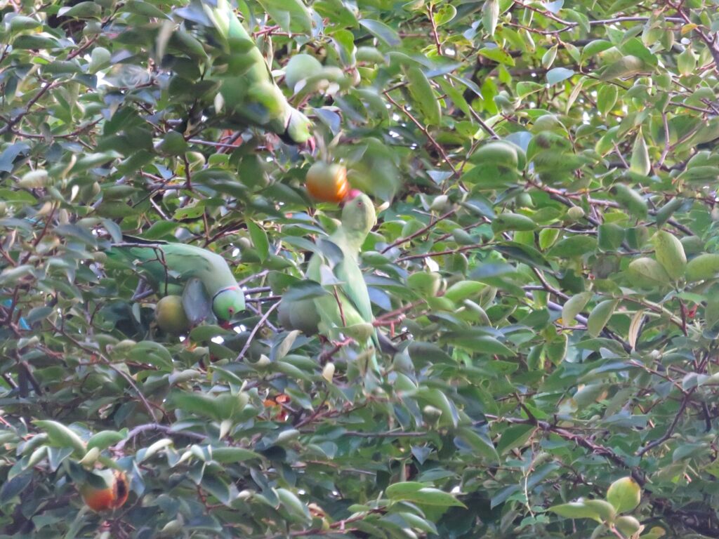 木と3羽のワカケホンセイインコ