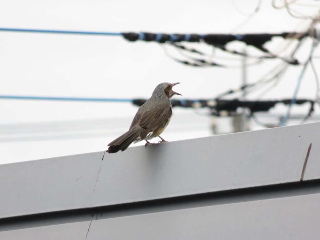 屋根の上で鳴くヒヨドリ
