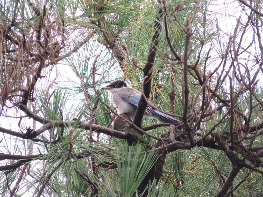 2025年生まれのオナガ幼鳥