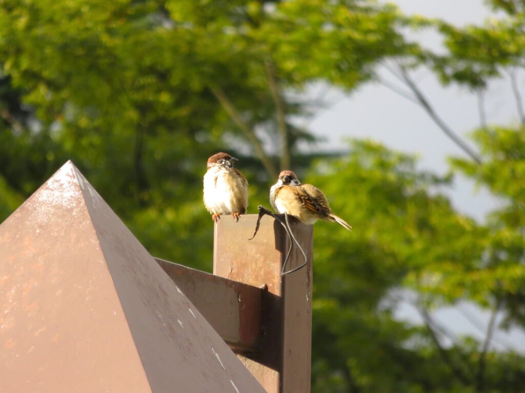 街灯に留まるスズメたち
