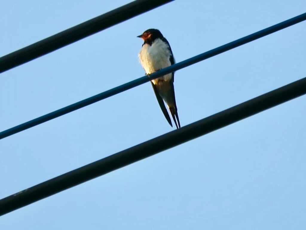 電線に留まるツバメ